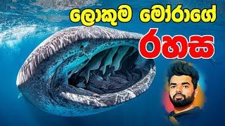 ලොකුම මෝරාගේ රහස .. මෝරුන් සේරම එකතු වෙන තැන  whale shark  Suranga Karunanayaka