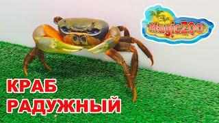 Радужный краб кушает салат. У нас новый питомец  Rainbow crab