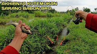 MANTAP.. Mancing di Selokan Menemukan Sarang ikan Nilem Babon #LM47