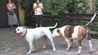 Favorite lady of Plato. Stella and Plato. American Bulldogs.