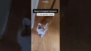 The LONGEST meows I’ve ever heard… #shorts #cat #funny