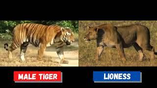 Lioness Vs Male Tiger - Okavango Delta Lioness vs Central India Tiger  Size Comparison Part - 9