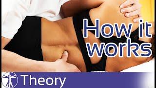 How Manual Therapy Works  Mechanisms & Effects