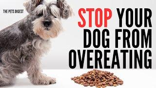 Have an overweight dog?  How to stop them from overeating