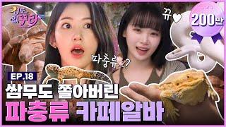 SUB 사쿠라X채원 거북이부터 뱀까지 파충류 카페 알바 도전 겁도 없꾸라 EP.18