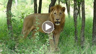Lion Fart Kills Tourists