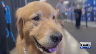 Meet Beacon Goodest Boy of the USA Gymnastics team