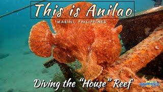 This is Anilao  Batfish Frogfish & Electric Clams