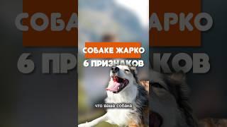 Рассказывайте как вы понимаете что собаке жарко?Видео о том КАК ПОМОЧЬ собаке в ЖАРУ на канале