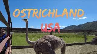 Ostrichland USA Santa Barbara County CA