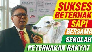 Sukses Beternak Sapi Bersama Sekolah Peternak Rakyat