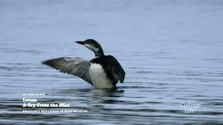 Loons A Cry From The Mist