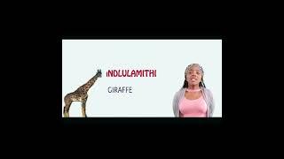 LEARN WILD ANIMAL NAMES IN ZULU #2