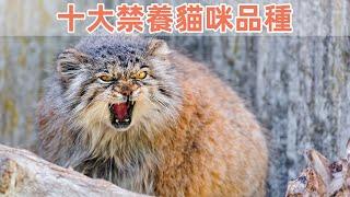 10大猫咪禁養品種，每個都是妥妥的牢底坐穿獸