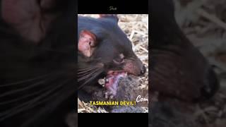 The Bizarre Australian Tasmanian Devil  #wildlife #australia