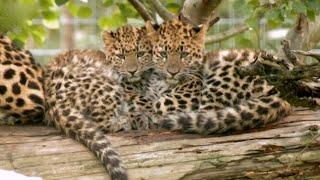 New-born Amur Leopards  Natures Miracle Babies  BBC Earth Kids