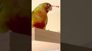 Parrot Experimenting with Free Fall #conure #pineapple #gcc #pet