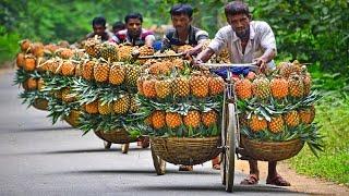 Amazing Pineapple Mango Banana Papaya Harvesting Process - Modern Fruit Processing & Packing Line