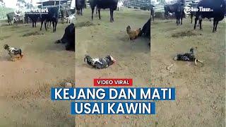 Ayam Jago Kawin Depan Sapi Mendadak Kejang dan Mati