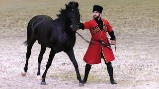 Удар копытом сбил его с ног Кабардинская порода лошадей #Иппосфера Kabardian horse #Hipposphere