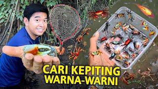 HUNTING KEPITING WARNA-WARNI LANGSUNG DI ALAM BANYAK BANGET HEWAN ANEH DISINI