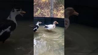 Teenagers #DunkinDucks #Ducks #Pets #Animals #FarmAnimals #DuckPond