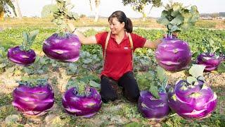 Harvest Giant Purple Kohlrabi Go to the market sell & Make crispy fried kohlrabi  Lý Tiểu Luyến