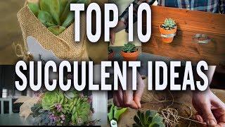 Top Ten Succulent Projects P. Allen Smith Tips & Ideas