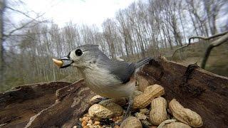 Windy day Birds *birds at pond* APRIL 11 2016