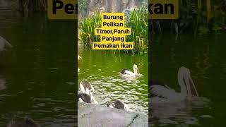 Pesona Burung Pelikan Pemakan ikan #burungpelikan #ragunan #hewanunik #shorts