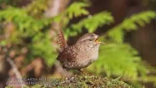 Winter Wren