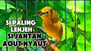 pleci betina pancingan bunyi si paling jenjeh pleci jantan di jamin respon Dan bunyi