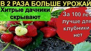 Вот подготовка клубники к зиме в октябре. В 2 раза больше урожая. Чем подкормить клубнику осенью?