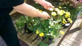 How to Deadhead a Herbaceous Plant with Simon at Bents Garden & Home