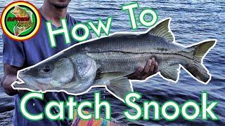 How To Catch Snook In Florida Tackle Tips Locations Techniques and MORE