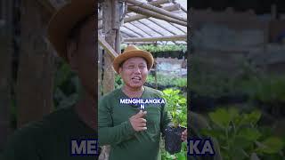 BAU KETIAK SAMA BAU BADAN TANAMAN INI SOLUSINYA #shorts #tanamanherbal #juraganlahan #viral