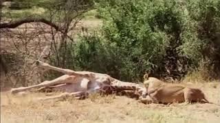 Lion Video National Geographic -  Lion Kills Giraffe Lion Vs Giraffe