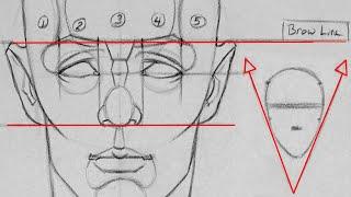 Drawing Proportions of the Head and Face  Getting the Fundamentals Down