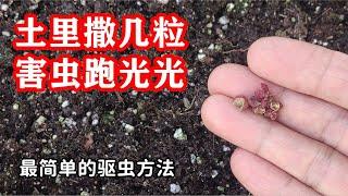 最简单的驱虫方法，害蟲瞬間不見了 【种菜养花 - 驱虫杀虫】花椒除虫小妙招