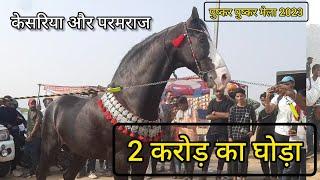 पुष्कर की धरा पर उतरा 2 करोड़ का केसरिया और परमराज raajal stud farm Gujrat  pushkar horse mela 2023