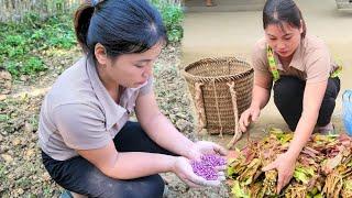 Harvest wild vegetables to sell at the market and buy seeds to plant nhệ nhàng building life
