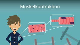 Muskelkontraktion einfach erklärt