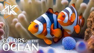 Aquarium 4K VIDEO UHD - The Beauty and Bounty of the Ocean - Relaxing Music And Ocean Sounds