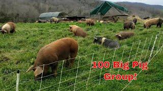 100 head pastured pig group tour in 5 min.   $130k worth of pork #farming #pigs #realpigfarming