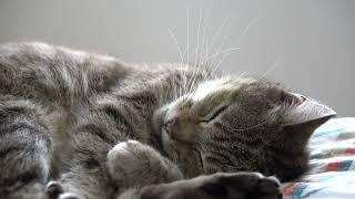 #Cute cat #pussy sleeping vedio