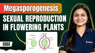 Megasporogenesis  Sexual Reproduction in Flowering Plants  Biology  CBSE Class 12  Krushi Maam