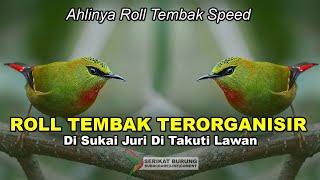 AHLINYA ROLL TEMBAK SPEED  Masteran Burung Lomba ROOL TEMBAK SPEED di Sukai Juri di Takuti Lawan