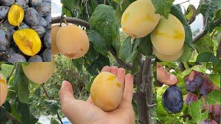 Yellow Egg Seneca and Italian Prune Plums Taste Test