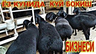 КУЙ БОКИШ БИЗНЕСИ УСЛУБЛАРИ. ХАМДА КАМЧИЛИКЛАРИ НИМАДАН ИБОРАТ