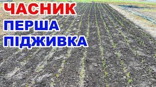 Чим підживити часник весною ? Підкормка озимого часнику